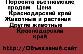 Поросята вьетнамские продам › Цена ­ 3 000 - Краснодарский край Животные и растения » Другие животные   . Краснодарский край